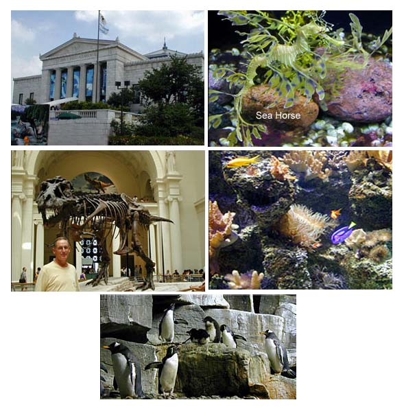 Shedd Acquarium