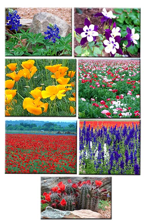 Wildseed Farm